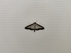 Cydalima perspectalis