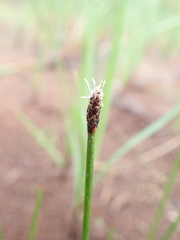 Eleocharis kamtschatica