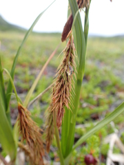 Carex paleacea