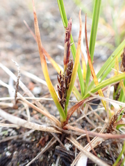 Carex subspathacea