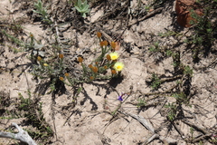 Helichrysum herbaceum