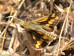 Potanthus pseudomaesa