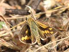 Potanthus pseudomaesa