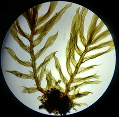Bryophyta