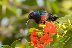 Cinnyris coccinigastrus