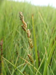 Carex mackenziei