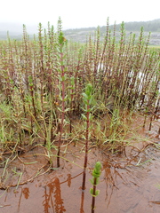 Hippuris tetraphylla