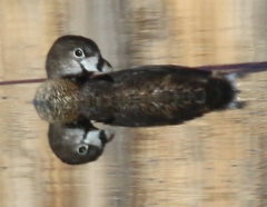 Podilymbus podiceps podiceps