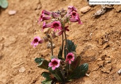 Rehmannia glutinosa