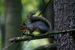 Sciurus carolinensis