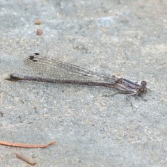 Argia funebris