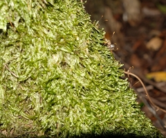 Catagonium nitens nitens