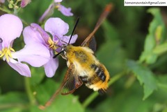 Hemaris affinis