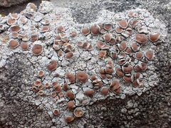 Ochrolechiaceae
