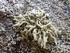 Lecanora phryganitis