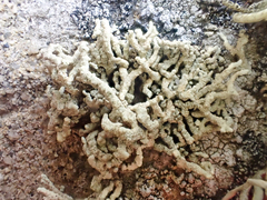 Lecanora phryganitis