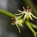 Struthanthus uraguensis - Photo (c) Ary Mailhos,  זכויות יוצרים חלקיות (CC BY-NC), הועלה על ידי Ary Mailhos
