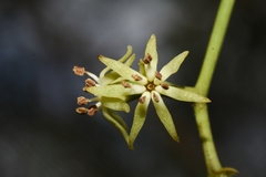 Struthanthus uraguensis