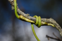 Struthanthus uraguensis