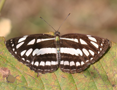 Neptis hylas varmona