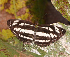 Neptis hylas varmona