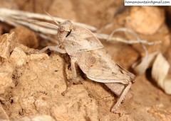Haplotropis brunneriana
