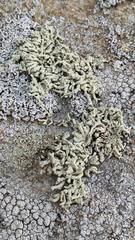 Lecanora phryganitis
