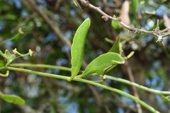 Struthanthus uraguensis