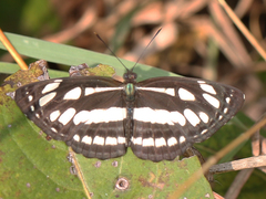 Neptis hylas varmona