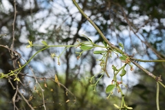 Struthanthus uraguensis