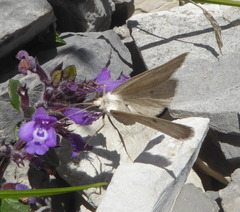 Sciadia zelleraria
