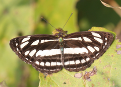 Neptis hylas varmona