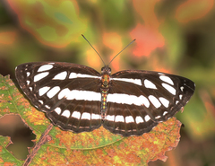 Neptis hylas varmona