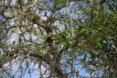 Struthanthus uraguensis