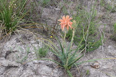 Aloe micracantha