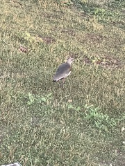 Vanellus chilensis