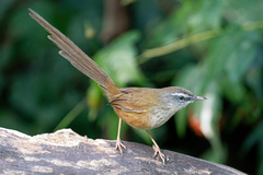 Prinia superciliaris