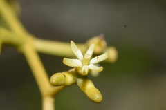 Struthanthus uraguensis