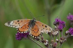 Acraea alalonga