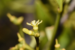 Struthanthus uraguensis