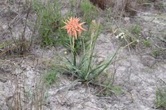 Aloe micracantha