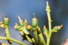 Struthanthus uraguensis