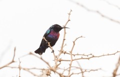 Cinnyris coccinigastrus