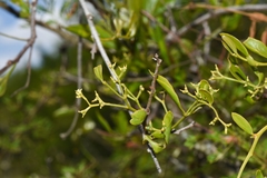 Struthanthus uraguensis