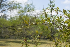 Struthanthus uraguensis