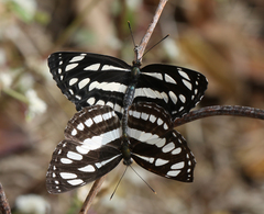Neptis hylas varmona