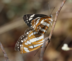 Neptis hylas varmona