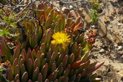 Machairophyllum albidum