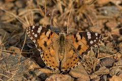 Vanessa cardui