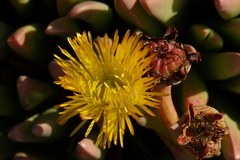 Machairophyllum albidum